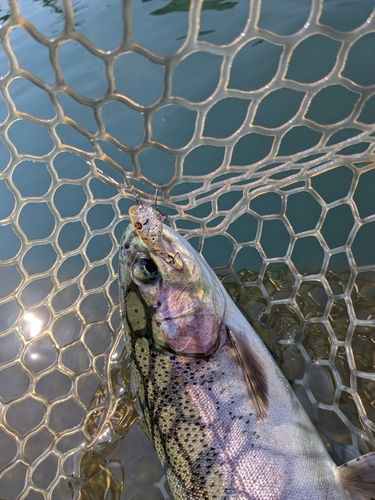 ニジマスの釣果