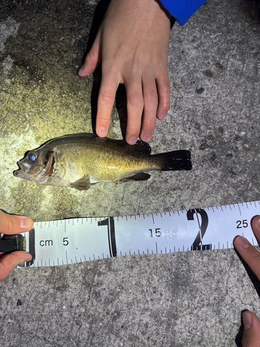 クロメバルの釣果