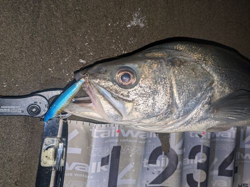 マルスズキの釣果