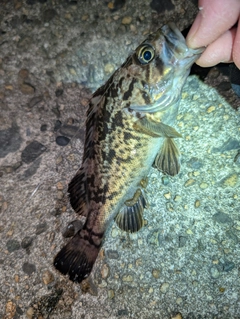 タケノコメバルの釣果