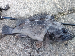 クロソイの釣果