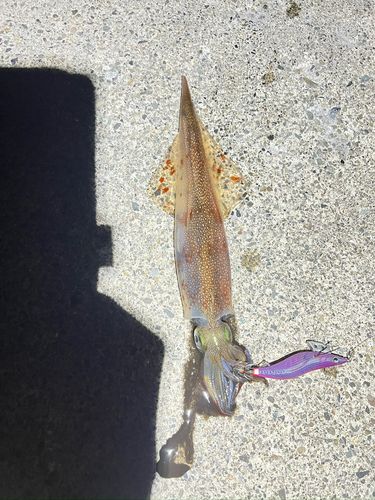 ヤリイカの釣果
