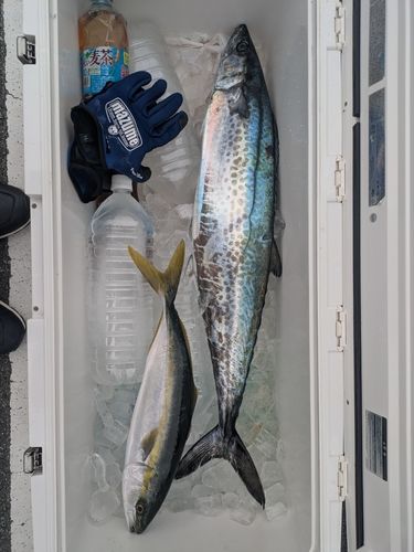 サワラの釣果