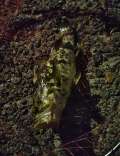 タケノコメバルの釣果