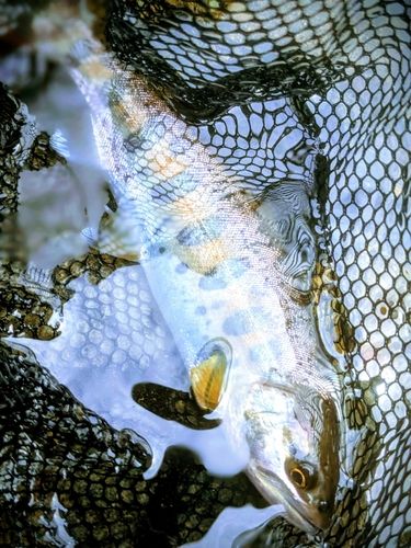 ヤマメの釣果