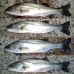 セイゴ（マルスズキ）の釣果