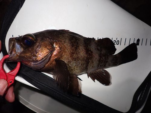 メバルの釣果