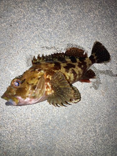 カサゴの釣果