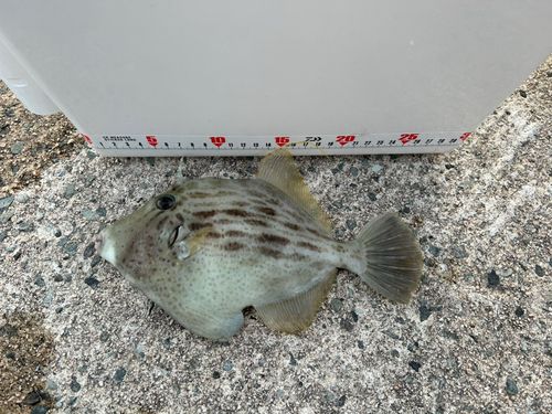 カワハギの釣果