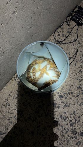アラカブの釣果