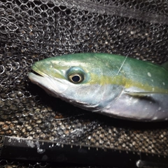 ツバイソの釣果