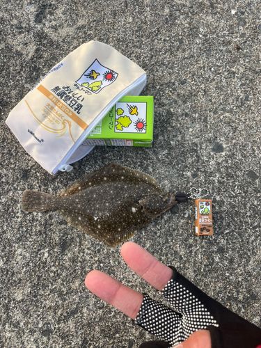 カレイの釣果