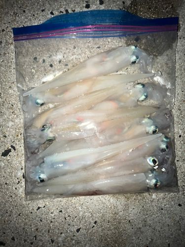 ヤリイカの釣果