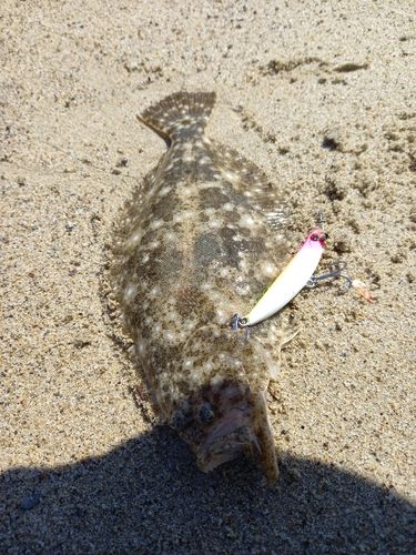 ヒラメの釣果