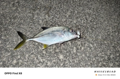 ギンガメアジの釣果