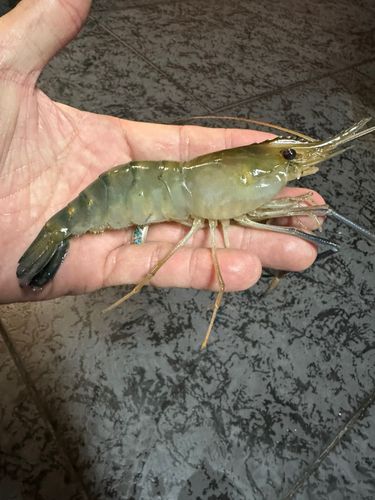 テナガエビの釣果