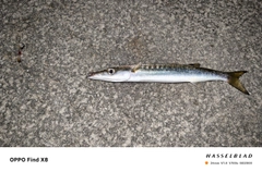 オニカマスの釣果