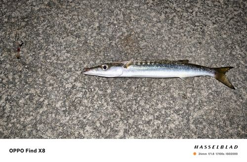 オニカマスの釣果