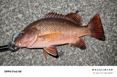 ゴマフエダイの釣果