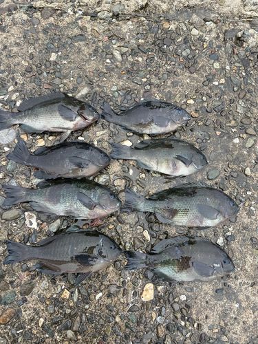 メジナの釣果