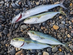 コゾクラの釣果