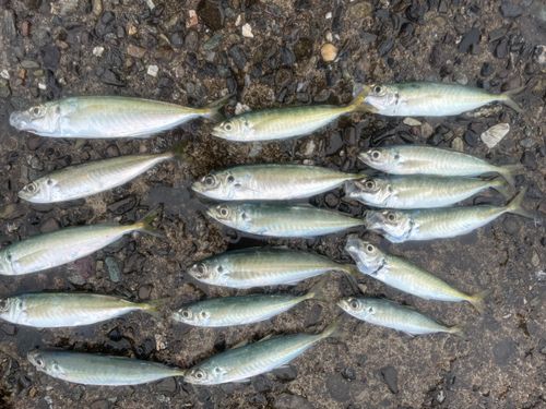 アオアジの釣果