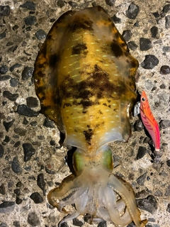 アオリイカの釣果