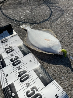 イシガレイの釣果