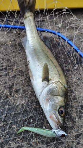 セイゴ（マルスズキ）の釣果