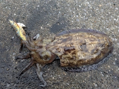 コウイカの釣果