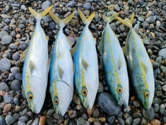 コゾクラの釣果