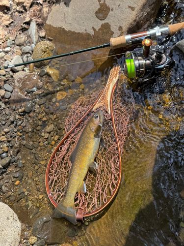 ニッコウイワナの釣果