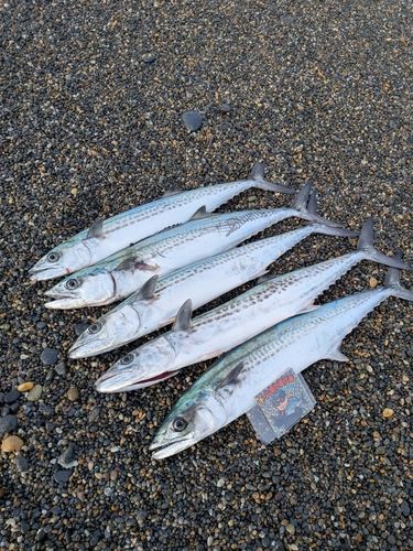 サゴシの釣果