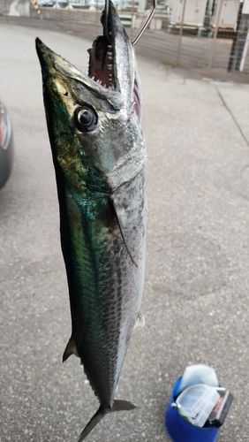 サゴシの釣果