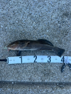 アイナメの釣果