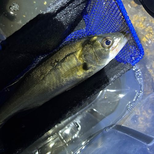 セイゴ（タイリクスズキ）の釣果
