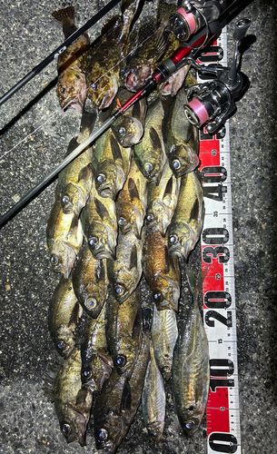 アジの釣果