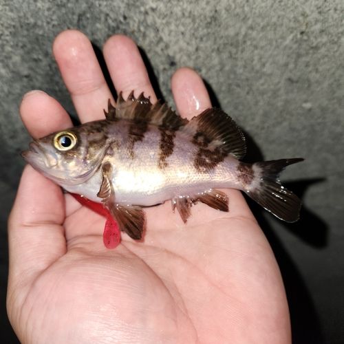 メバルの釣果