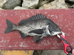 クロダイの釣果