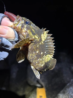 ムラソイの釣果