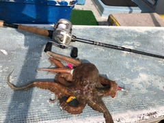 タコの釣果