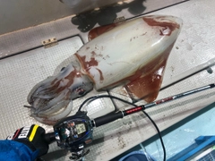 ソデイカの釣果