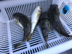 コモンフグの釣果