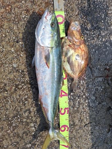マトウダイの釣果