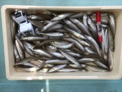 シロギスの釣果