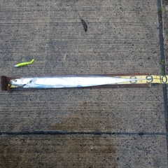 タチウオの釣果