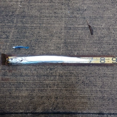タチウオの釣果