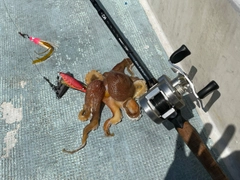 タコの釣果