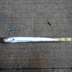 タチウオの釣果