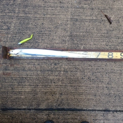 タチウオの釣果